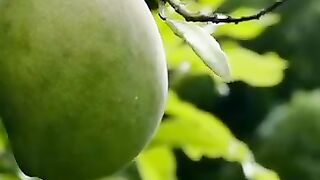 Agricultura