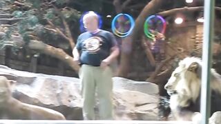 Don’t make eye contact with lions!