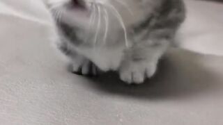 Cute cate plays in the home