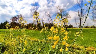 Belle nature
