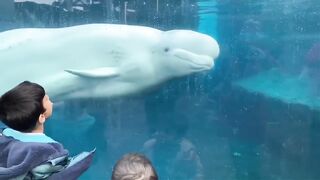 Cute animals doing funny things
