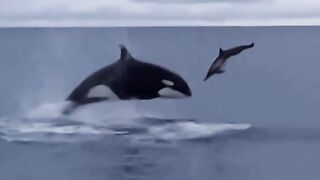killer whale