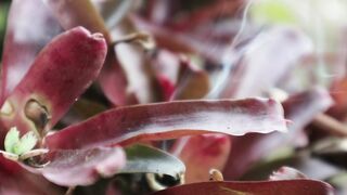 Exploring the Beauty and Diversity of Plants