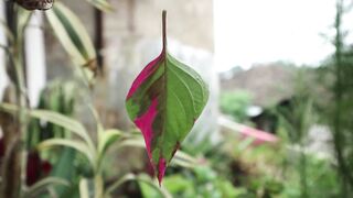 Blooming Wonders