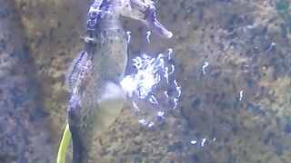 Art _ Landscape Design - Seahorse births over 300 babies_ - seahorse-births-over-300-babies