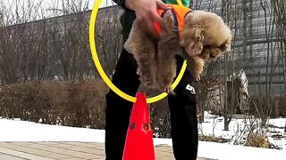 Art _ Painting - There_s nothing this agile dog can_t do -- - BeePaintings