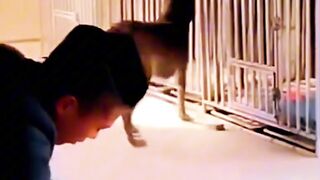#shorts #funny #cat #dog #animals (54)