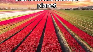 Amazing vidéo