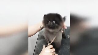 Cute Pomeranian Puppies Doing Funny Things #8 | Cute and Funny Dogs - Mini Pom