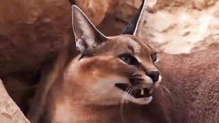archivo ¡Este León Se Metió Con
