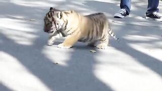 Don't forget the cat in every tiger