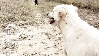 Dog mankey friends