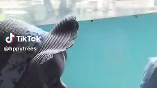 Feeding time for bears at the zoo