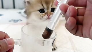 Whisker-Tingling ASMR: Kitten’s Blissful Mealtime