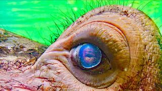 How One Animal Glitched The System