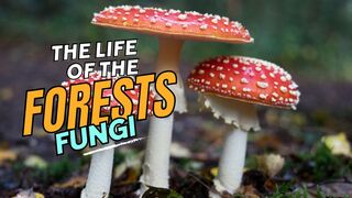 The Life of the Forest. Fungi: A Journey Through Nature 4k