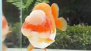 Ranchu