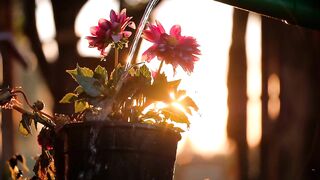 #5Watering_the_plants