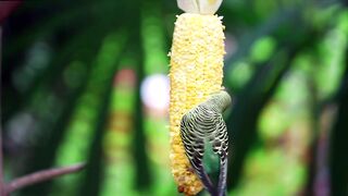 Bird eating corn - adalinetv