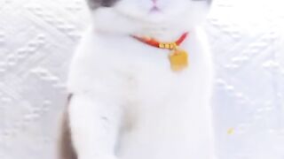 Kucing ajaib