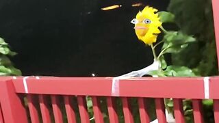 a sing a song