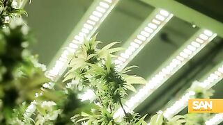 Powering pot: Energy for US cannabis industry could electrify 13.5M homes