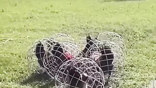 कोंबड्यांना अशा गोल पिंजऱ्यामध्ये का ठेवलं जातं असेल