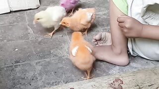 baby and chicks