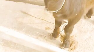Banao