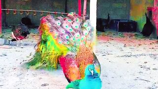 Most Beautiful peacock in world