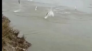 Fish playing in the river