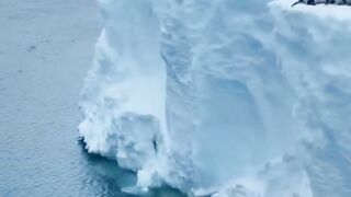 Penguin survive in ice