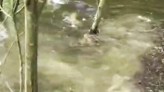 Fish playing in the pound