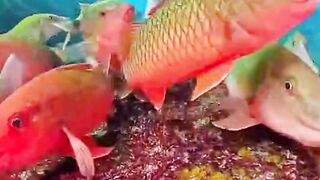 Fish on the under water mountain