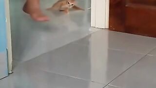 kis_kis_pussy