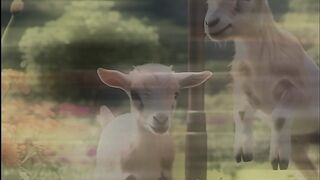 Playing kids of goat