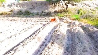 Drown camera and dog funny clips 2024