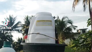 spraying rice pests