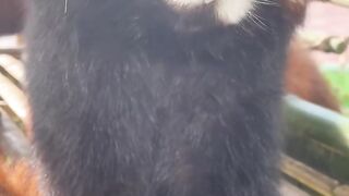 The cutest animals in the world