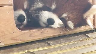 The cutest animals in the world
