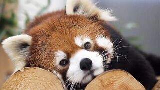 The cutest animals in the world