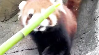 The cutest animals in the world