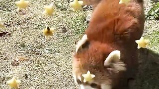 The cutest animals in the world