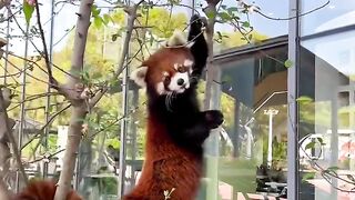 The cutest animals in the world