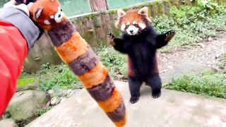 The cutest animals in the world