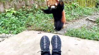 The cutest animals in the world