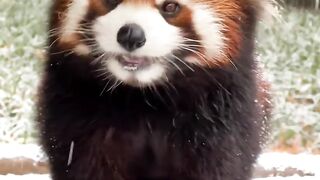 The cutest animals in the world