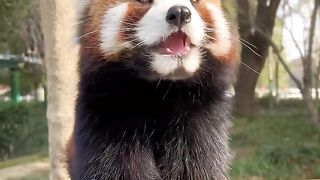 The cutest animals in the world