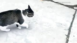 Funny video