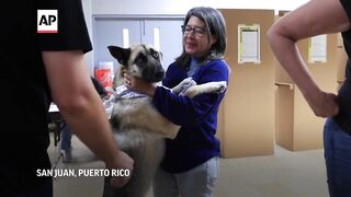 Joe Biden wins democratic primary in Puerto Rico.